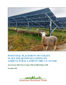 Grazing sheep under solar panels in field