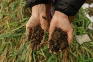 Hands in soil